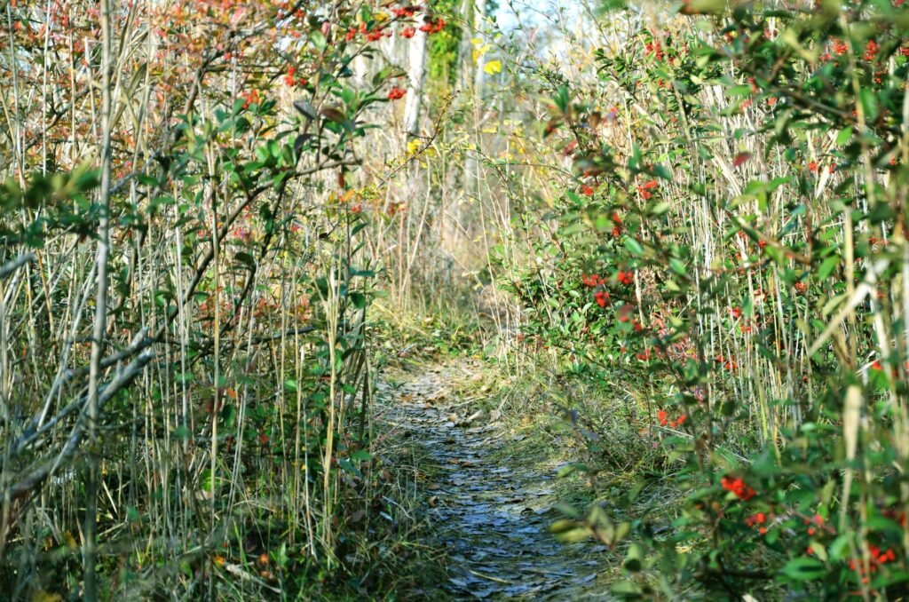 Divine beauty in nature Pathways to Discovering Divine Glory