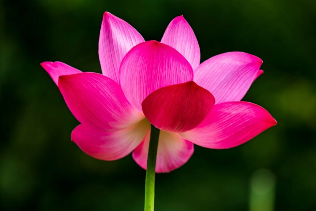 Divine beauty in nature The Transformative Power of Knowing Divine Glory
