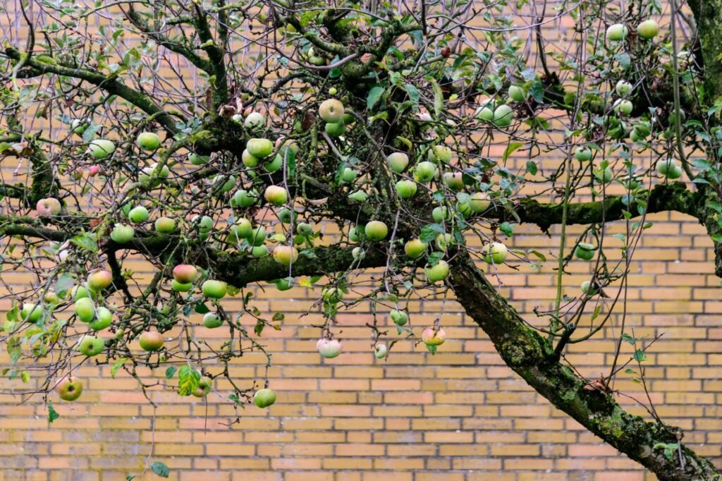 Fruitfulness and growth The Role of Mindset in Growth and Abundance