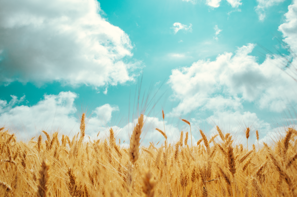 Harvest prayer The Power of Prayer