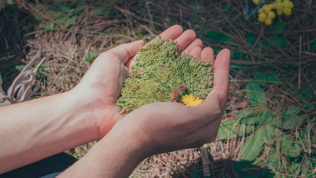Gratitude in nature Practical Ways to Cultivate Appreciation
