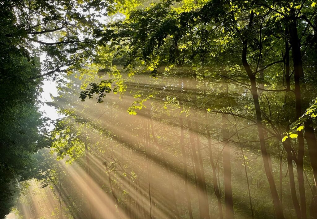Light in nature Embracing the Light in Our Lives