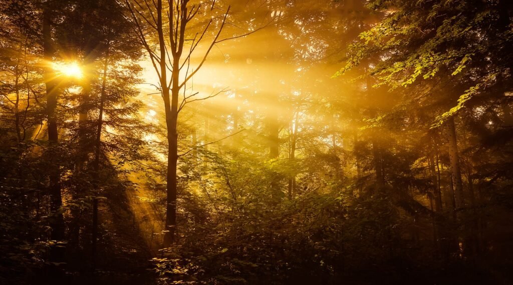 Light in nature Inspirational Bible Verses About Light