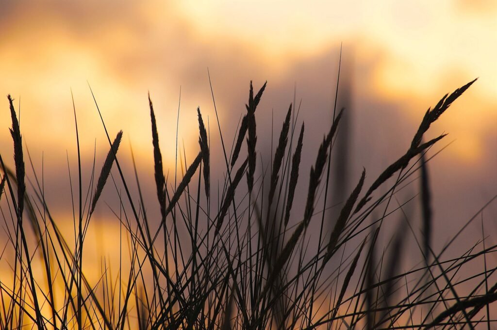 Peaceful nature scenes Practical Steps to Cultivate Peace