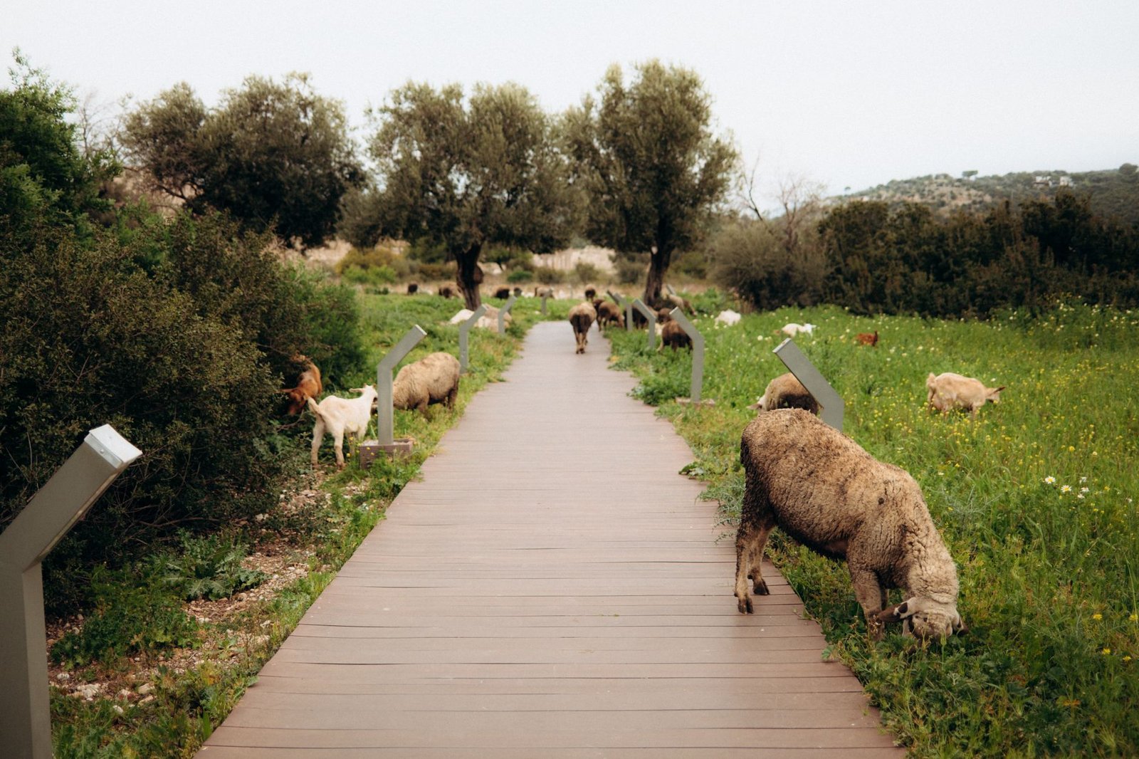 BIBLE VERSES ABOUT ANIMALS AND NATURE