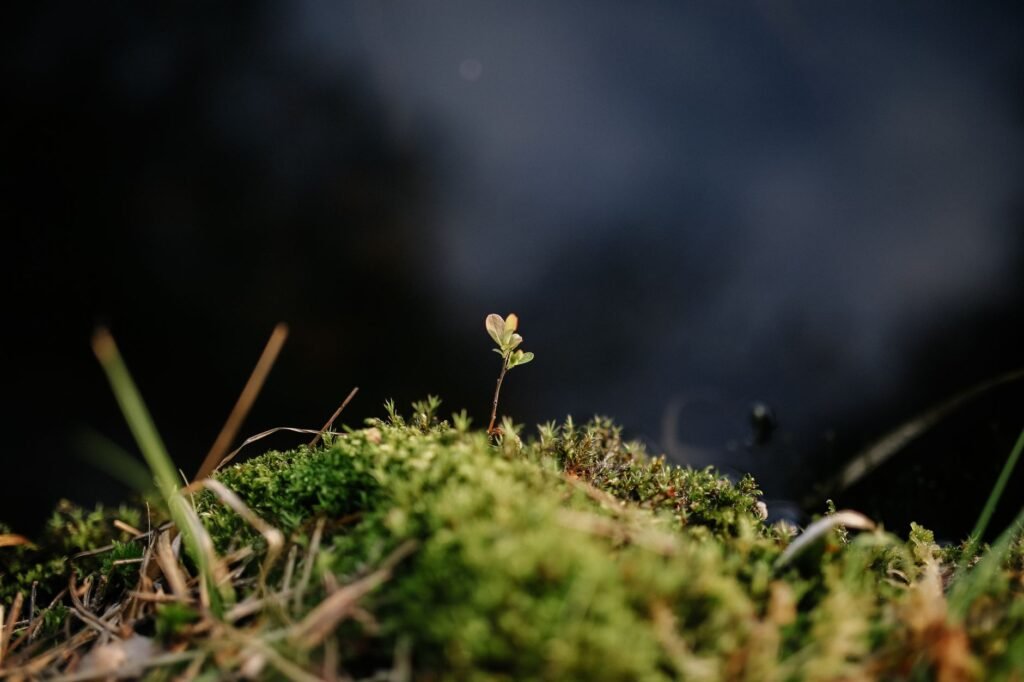 Growth in nature Short Bible Verses About Growth in Wisdom
