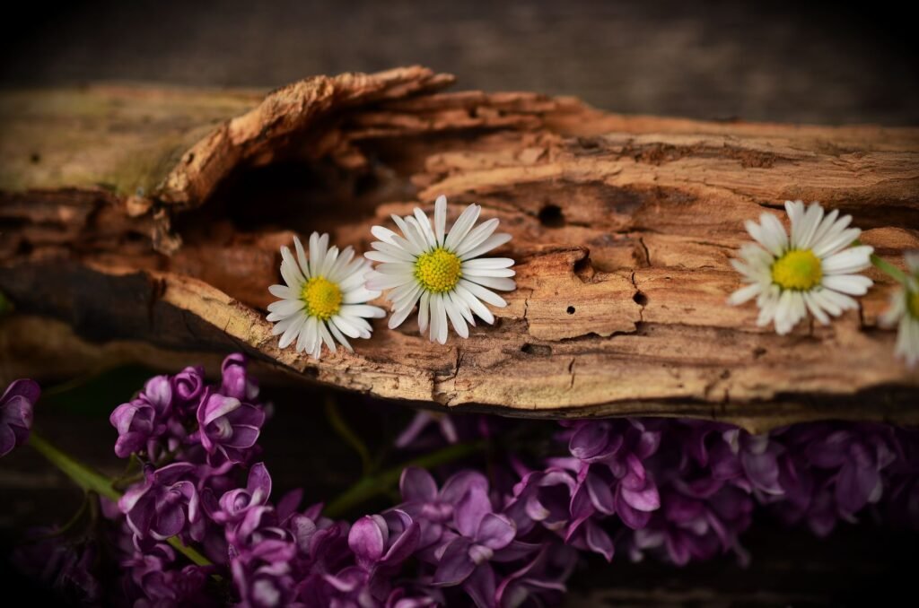 Beauty in nature The True Source of Beauty