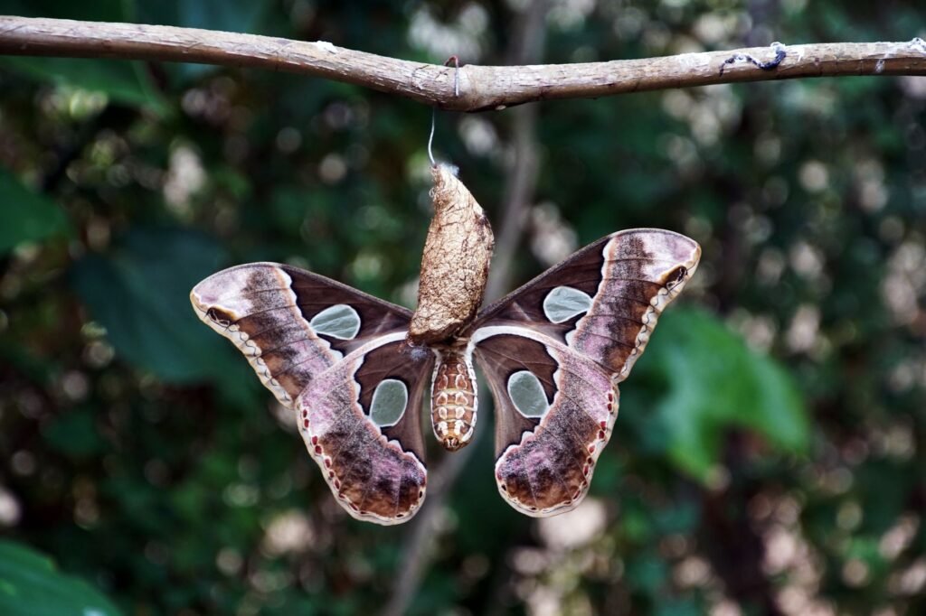 Butterfly transformation Beauty from Brokenness