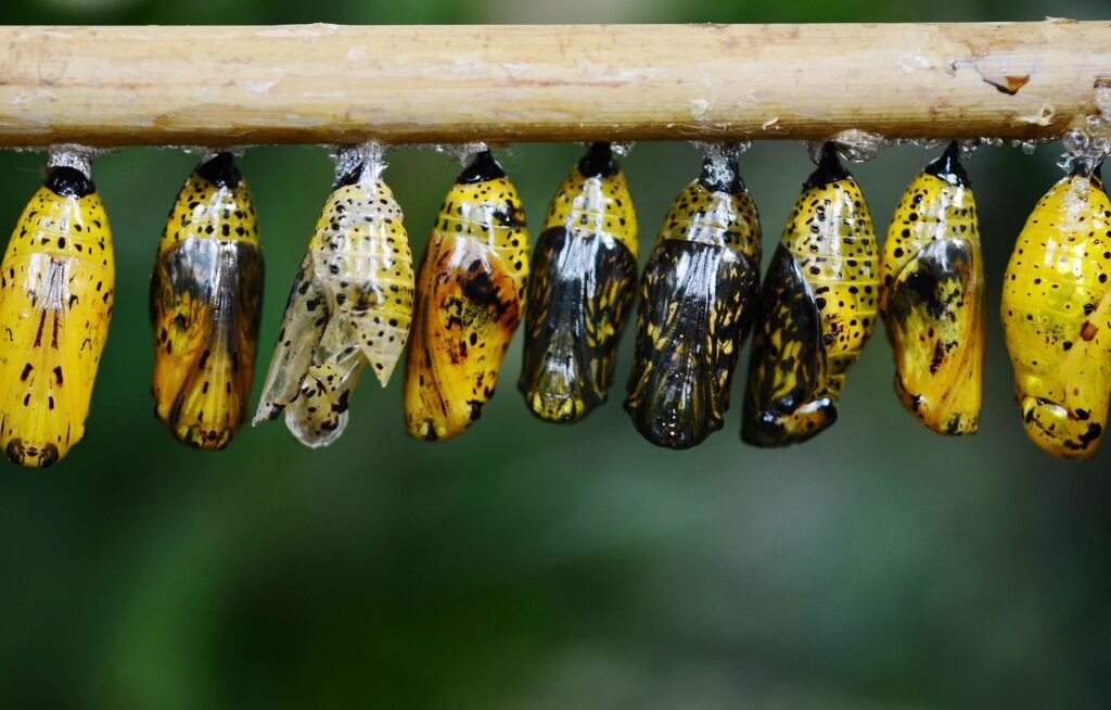 Butterfly transformation The Symbolism of the Butterfly in the Christian Life