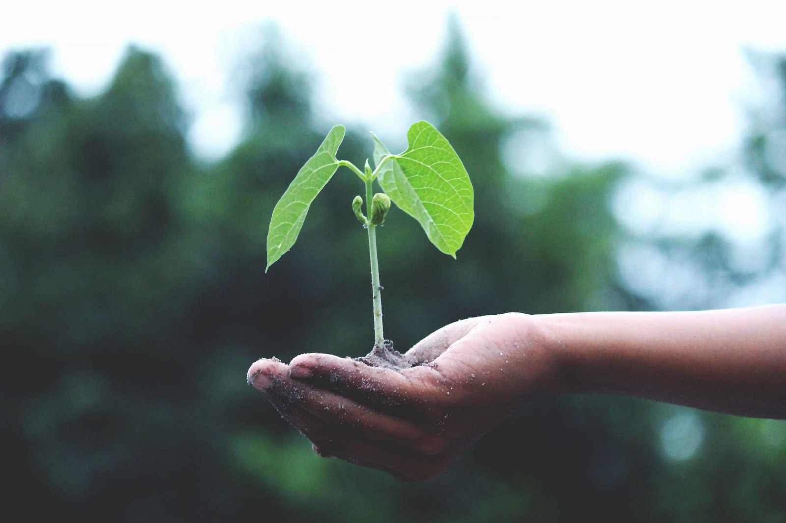 BIBLE VERSES ABOUT ENVIRONMENTAL STEWARDSHIP