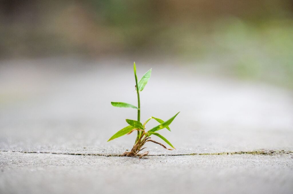Life struggles Perseverance Through Trials Produces Growth