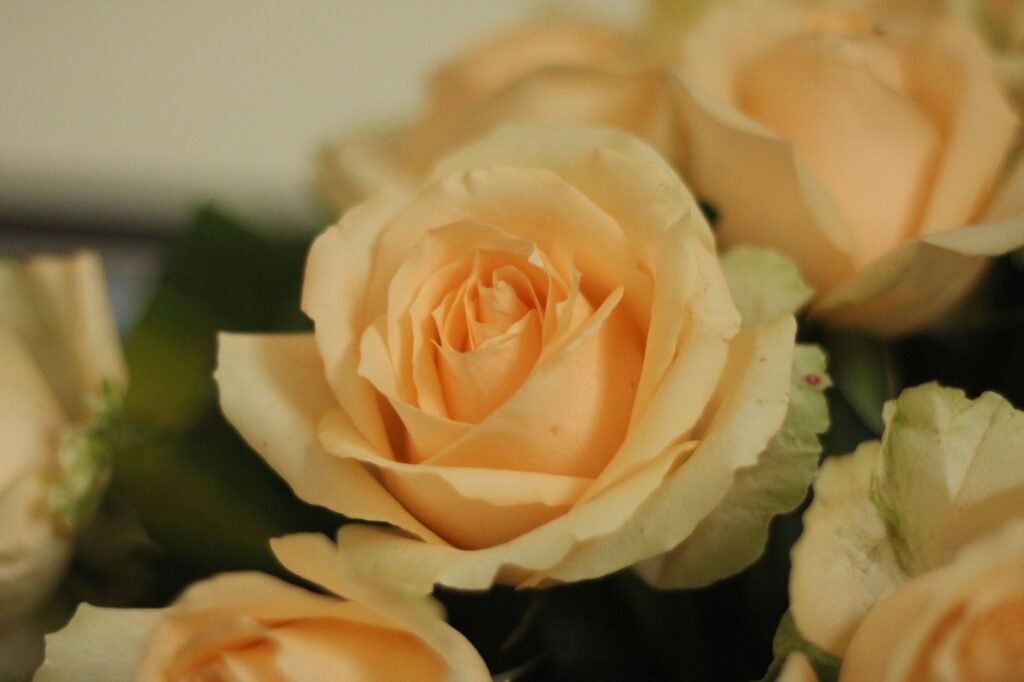 Rose flowers Roses and the Fleeting Nature of Life
