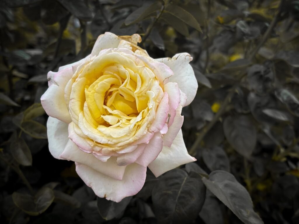 Rose flowers Roses as a Symbol of Human Fragility