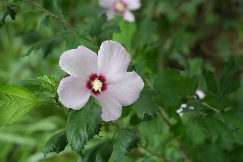 Rose flowers The Rose of Sharon: Christ’s Beauty and Love