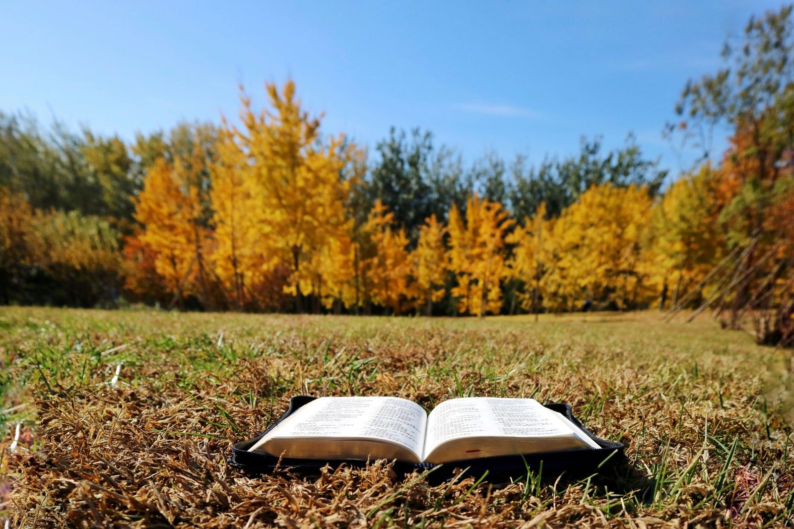BIBLE VERSES ABOUT TREE OF LIFE