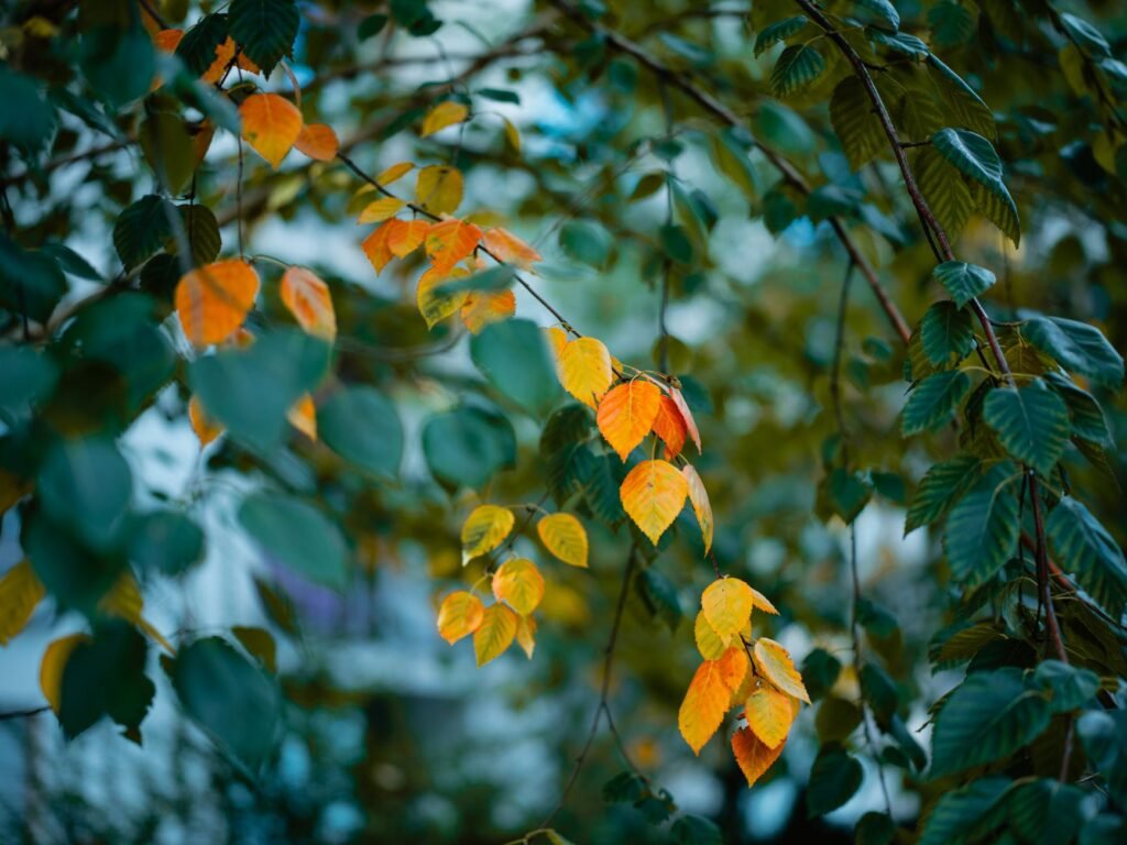 A beautiful photo of changing seasons, symbolizing transition