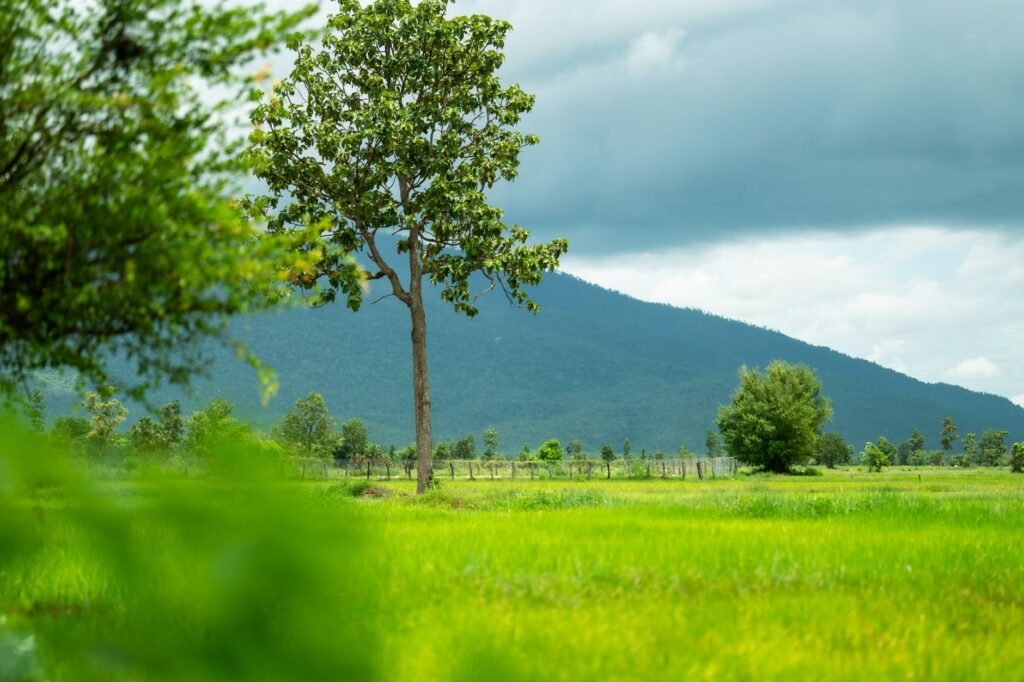 A lone tree symbolizes the feeling of isolation and the need for connection