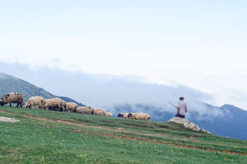 A shepherd tending to his flock, symbolizing David's early life