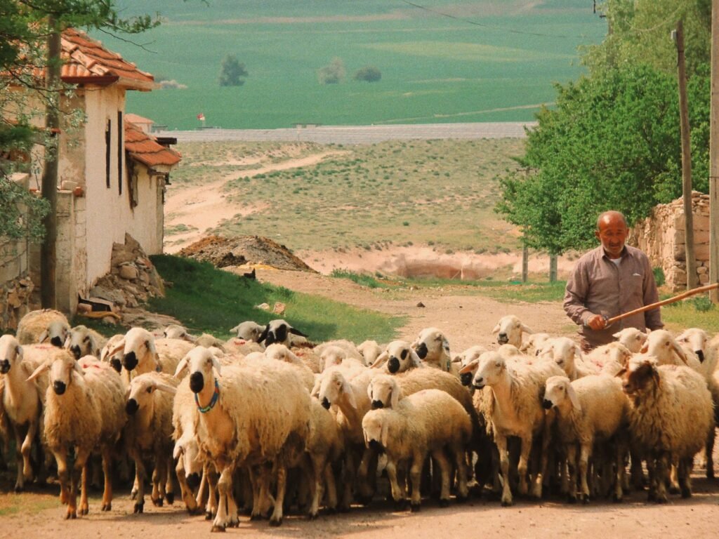 A shepherd tending to sheep, symbolizing David’s early life and leadership