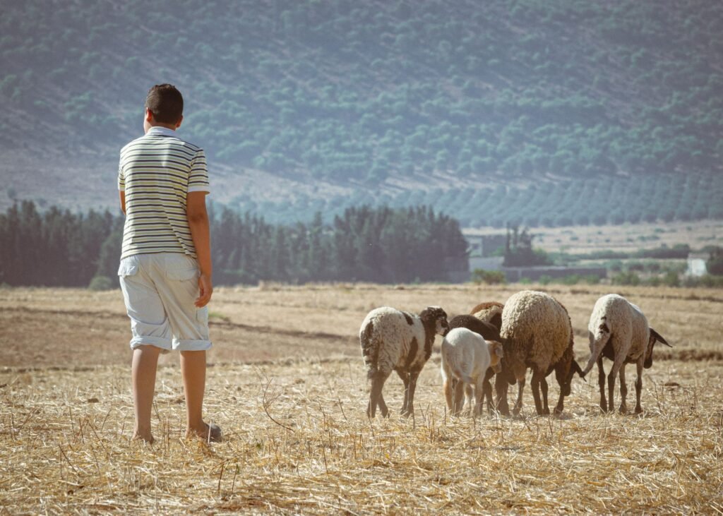 A shepherd watching over his flock, symbolic of David's early life