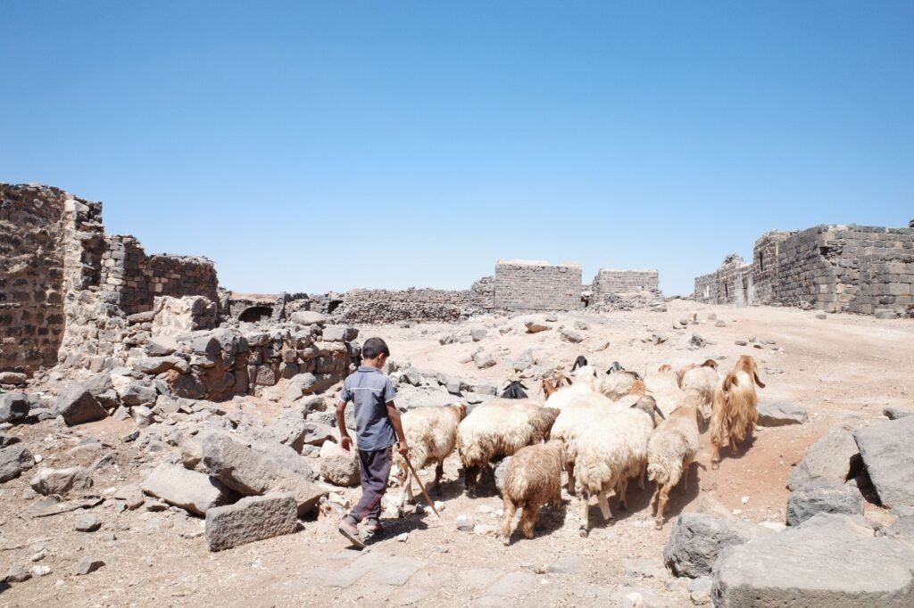 A young shepherd boy tending his sheep, symbolizing David's humble beginnings