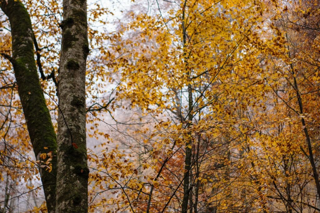 The changing seasons remind us of the cycles of life and God's constant presence