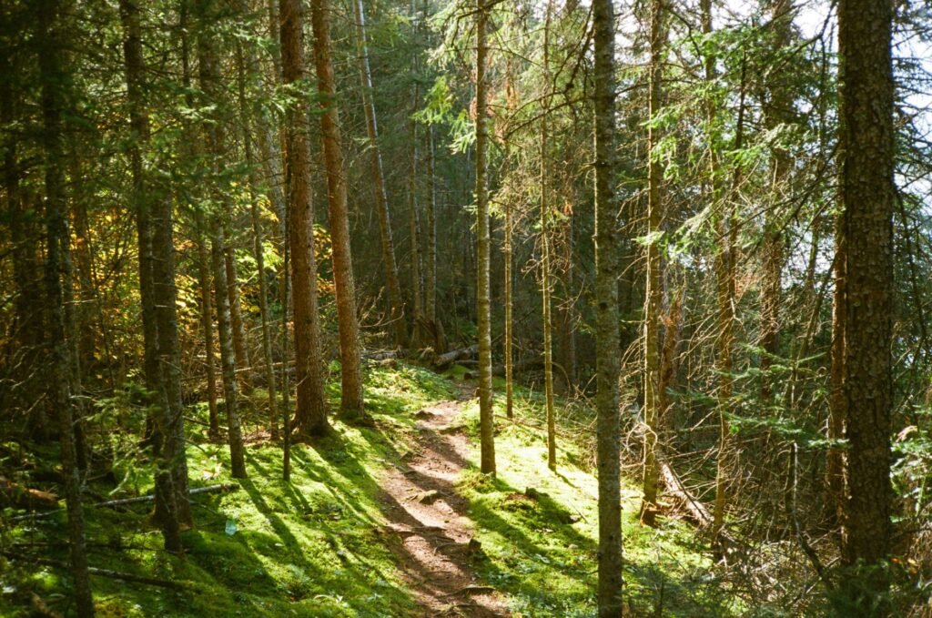 The wilderness journey, a testing ground for Moses and the Israelites